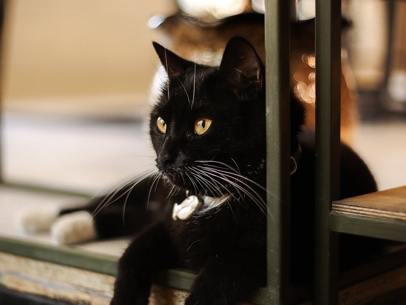 cat